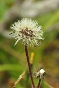 （圖）深山毛蓮菜