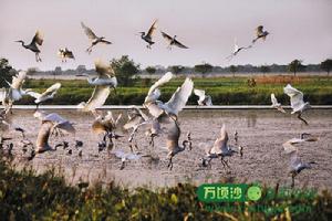 萬頃沙自游公社