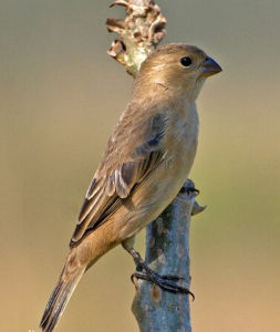 黑頂籽雀 黑頂籽雀