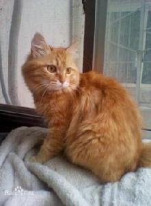 虎皮貓[虎皮貓（種類）]