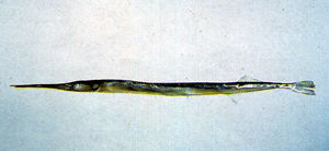 尖嘴柱頜針魚 尖嘴柱頜針魚