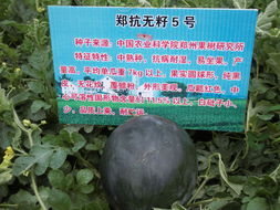 鄭抗無籽5號 鄭抗無籽5號