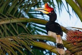 馬來犀鳥 馬來犀鳥