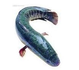 撫遠哲羅魚 撫遠哲羅魚