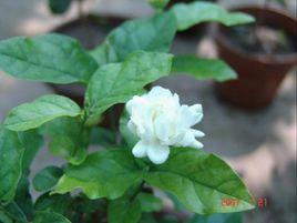 寶珠茉莉 寶珠茉莉