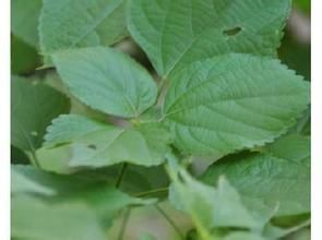 毛葉苦郎藤 毛葉苦郎藤