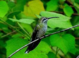 綠尾金喉蜂鳥 綠尾金喉蜂鳥