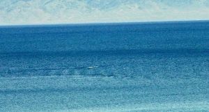 賽里木湖水怪 賽里木湖水怪