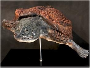 斯氏雕龜 斯氏雕龜