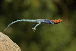 跳躍同性蜥蜴 跳躍同性蜥蜴