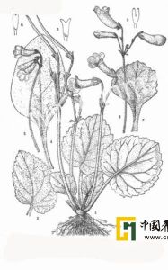 零陵唇柱苣苔 零陵唇柱苣苔