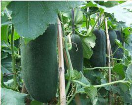鐵柱冬瓜 鐵柱冬瓜