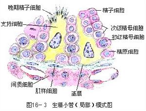精原細胞瘤