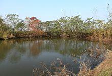 東台市台南鎮鳳凰池高清大圖