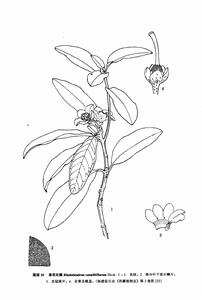 隆子杜鵑 隆子杜鵑