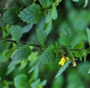 野地鍾萼草 野地鍾萼草
