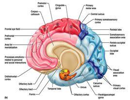 Papez's環 Papez's環