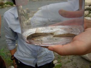 凌河小鰾鮈 凌河小鰾鮈