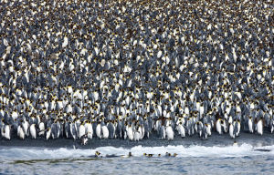 澳洲綠色小島變身400萬隻企鵝新家