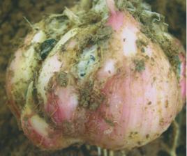 大蒜菌核病 大蒜菌核病