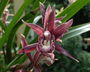 大明報歲蘭 大明報歲蘭