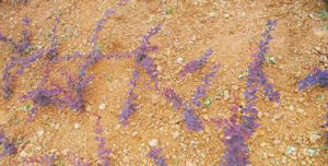 矮紫小檗