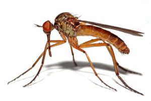 貴陽按蚊 貴陽按蚊