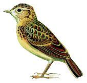 阿切氏歌百靈 阿切氏歌百靈