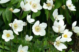 大花銀蓮花 大花銀蓮花