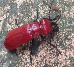 大紅芫菁 大紅芫菁