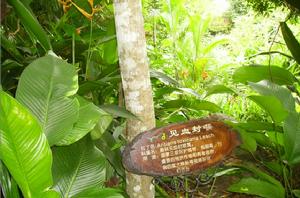 呀喏噠的見血封侯樹