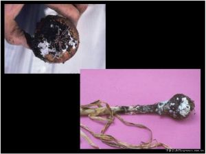 洋蔥白腐病 洋蔥白腐病