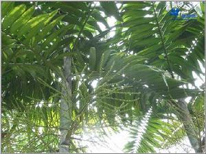 秀麗皺籽棕優樹 秀麗皺籽棕優樹