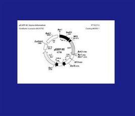 真核細胞表達載體 真核細胞表達載體
