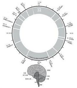 記憶生物鐘 記憶生物鐘