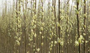 黃花柳組 黃花柳組