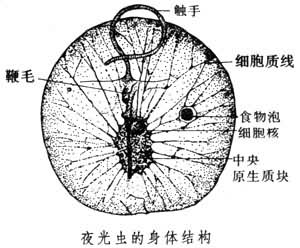 夜光蟲屬 夜光蟲屬
