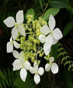 紅絲線屬 紅絲線屬