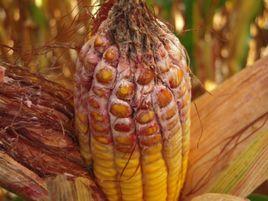 玉米鐮刀菌穗粒腐病 玉米鐮刀菌穗粒腐病