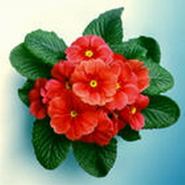 （圖）西洋櫻草