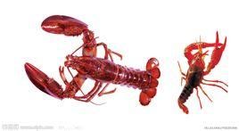 甲殼動物 甲殼動物