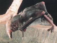 南方有蹄類 南方有蹄類