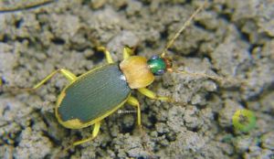 大黃緣青步甲 大黃緣青步甲