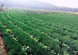 農業信息 農業信息