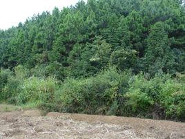 南方林業 南方林業