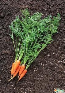 當郎忽洞蘇木 當郎忽洞蘇木