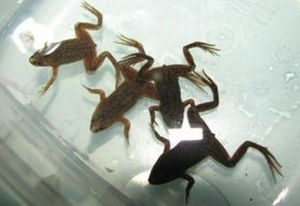 侏儒爪蟾 侏儒爪蟾