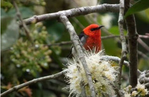 松巴攝蜜鳥 松巴攝蜜鳥