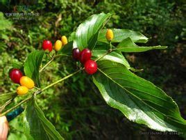 川滇貓乳 川滇貓乳