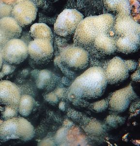 銀白濱珊瑚 銀白濱珊瑚